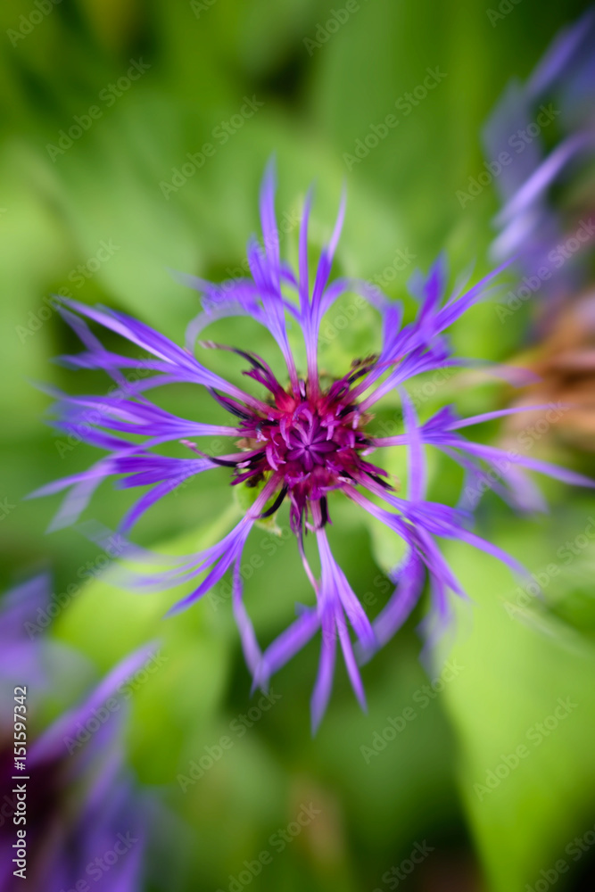 Mountain Bluet flower, cyanus montanus Mountain Bluet flower, cyanus montanus