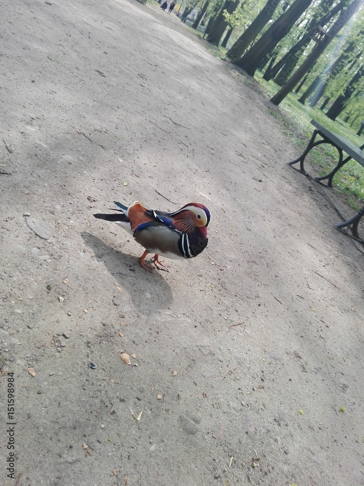 Obraz premium Kaczka Mandarynka