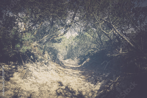 Sandy Coastal Path Through Old Pine Trees