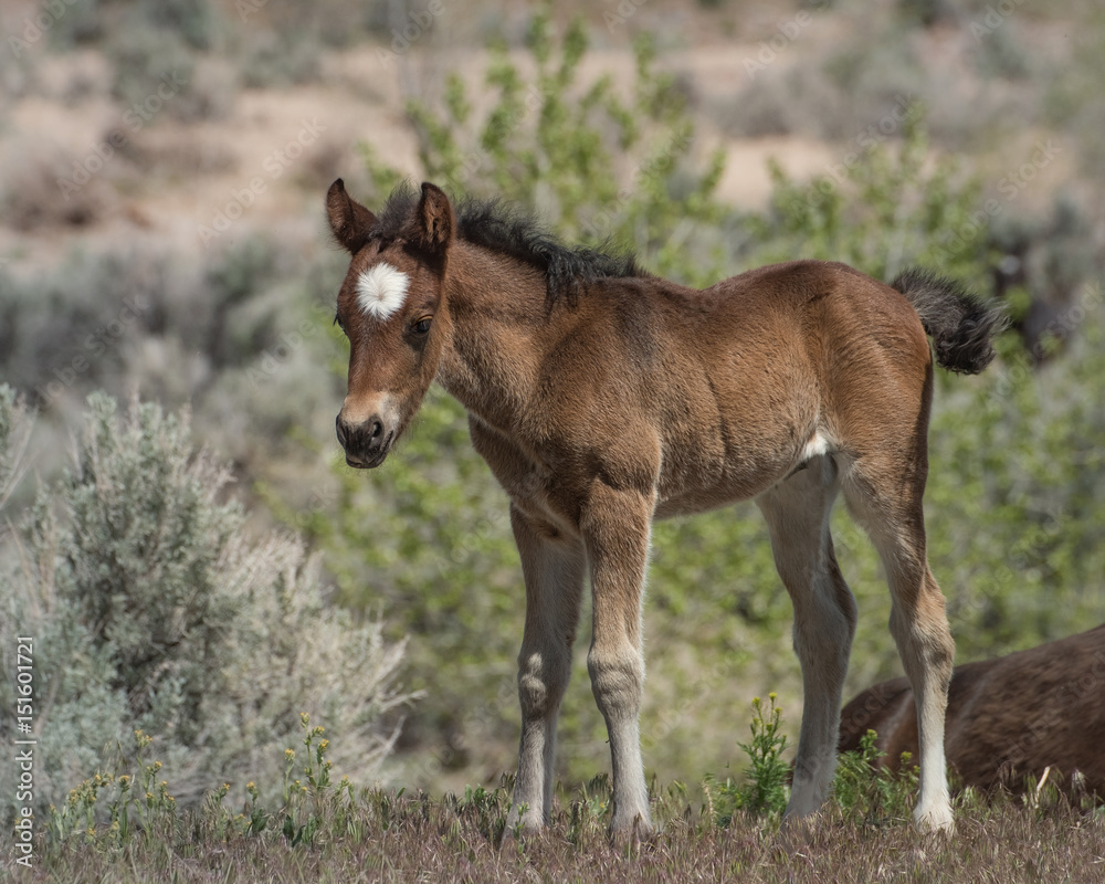 Wild Horse Colt