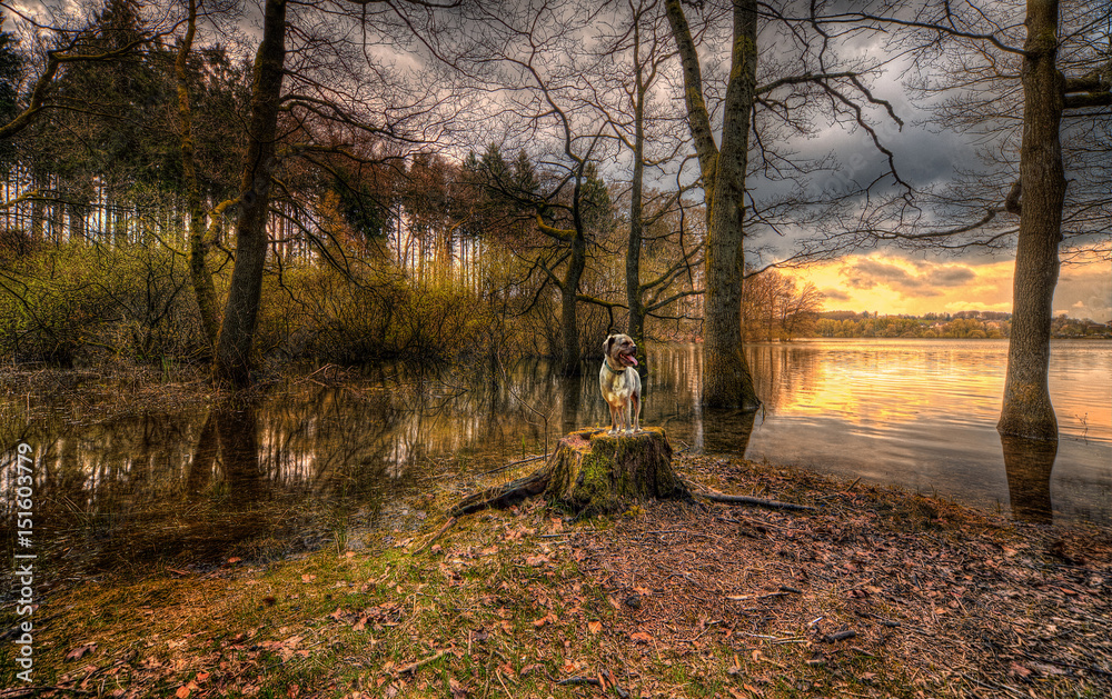 Fototapeta premium Pies na idyllicznym jeziorze