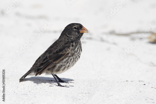 Small Ground Finch (Geospiza fuliginosa) female on the beach, Gardner Bay, Espanola, Galapagos Islands