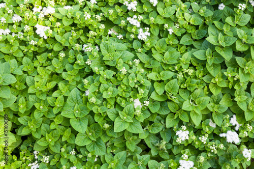 Wallpaper Mural Fresh green peppermint herb is also used medicinally as an herbal tea,for background Torontodigital.ca