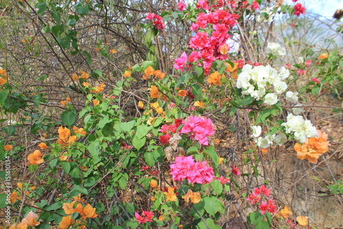 Flor del Curazao o Santa Rita (Bougainvillea sp).  photo