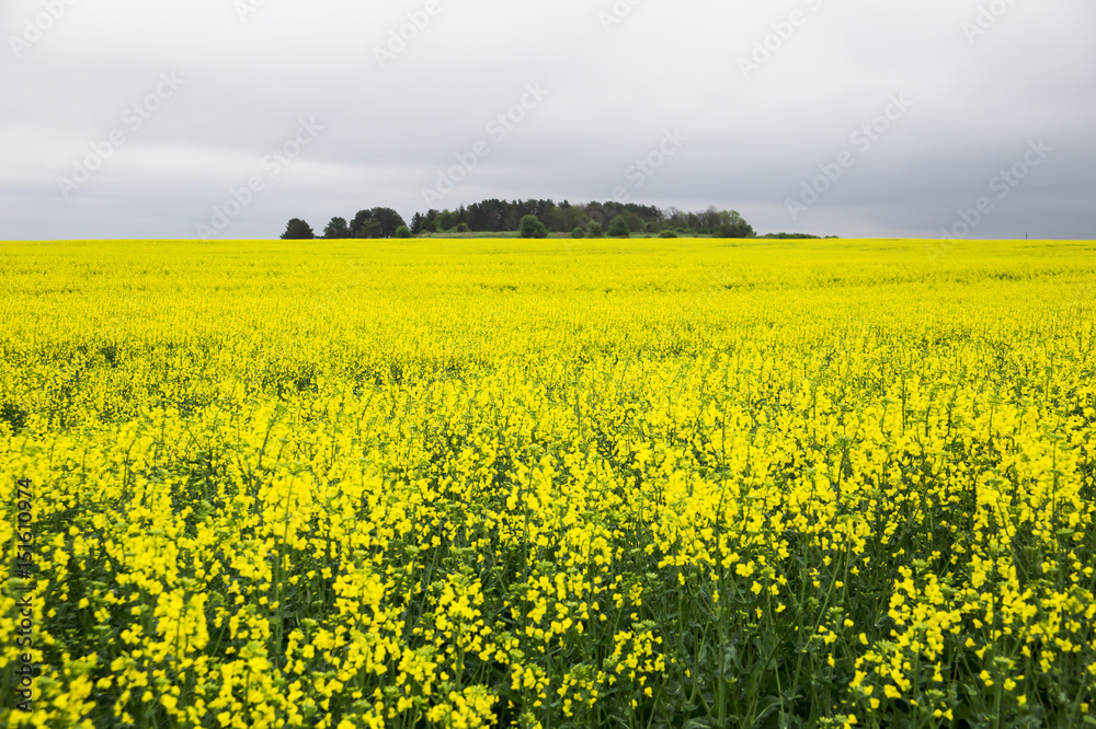 Yellow rape field and gray cloudy sky