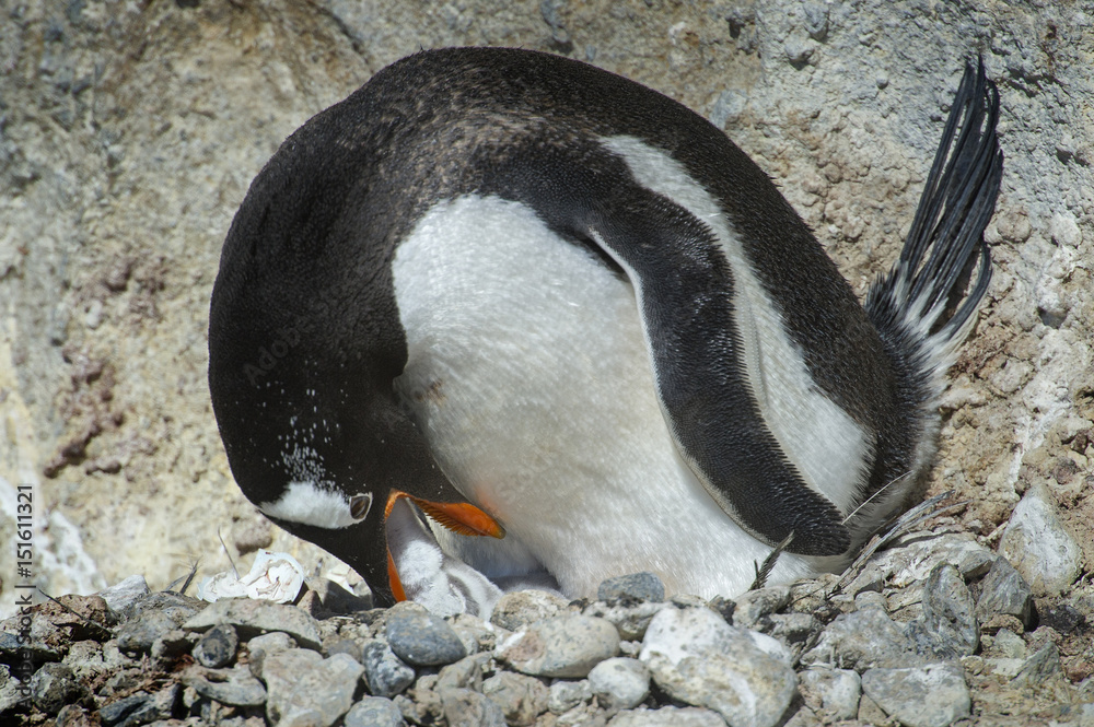 Fototapeta premium Pingüinos Papúa en la Peninsula Antartica.