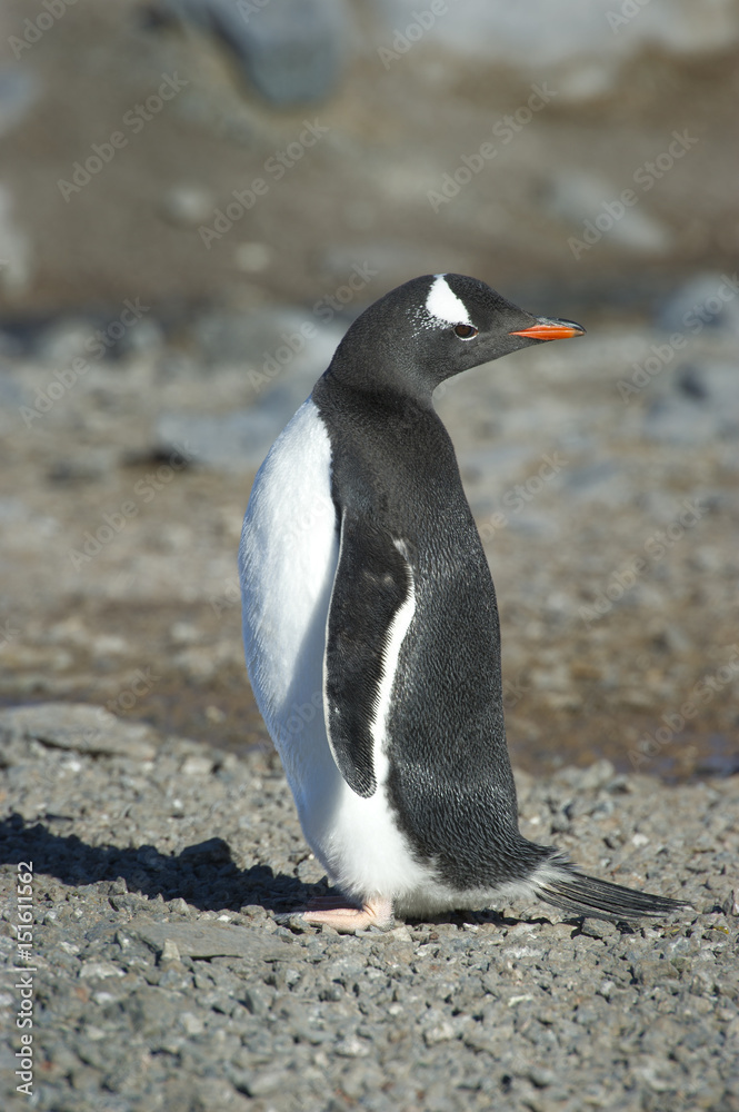 Naklejka premium Pingüinos Papúa en la Peninsula Antartica.