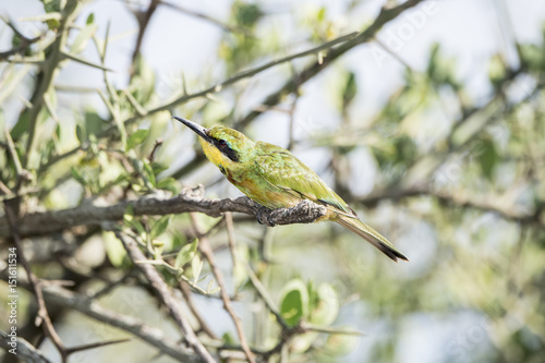 Little Bee-eater (Merops pusillus) Perched on a Branch in Northern Tanzania © RachelKolokoffHopper