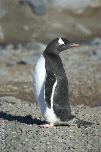 Pingüinos Papúa en la Peninsula Antartica.