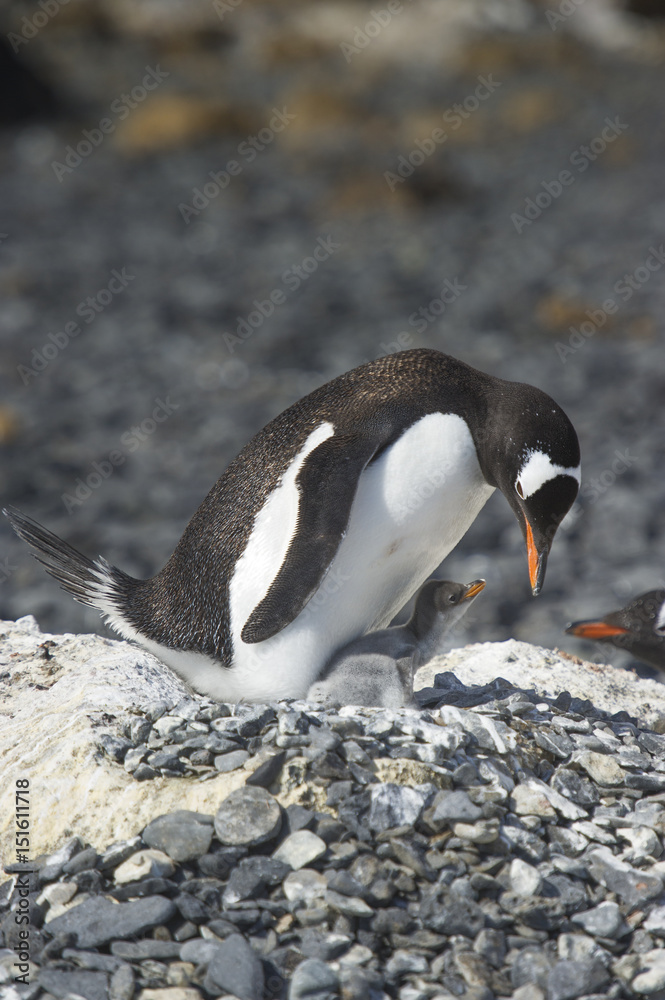 Fototapeta premium Pingüinos Papúa en la Peninsula Antartica.