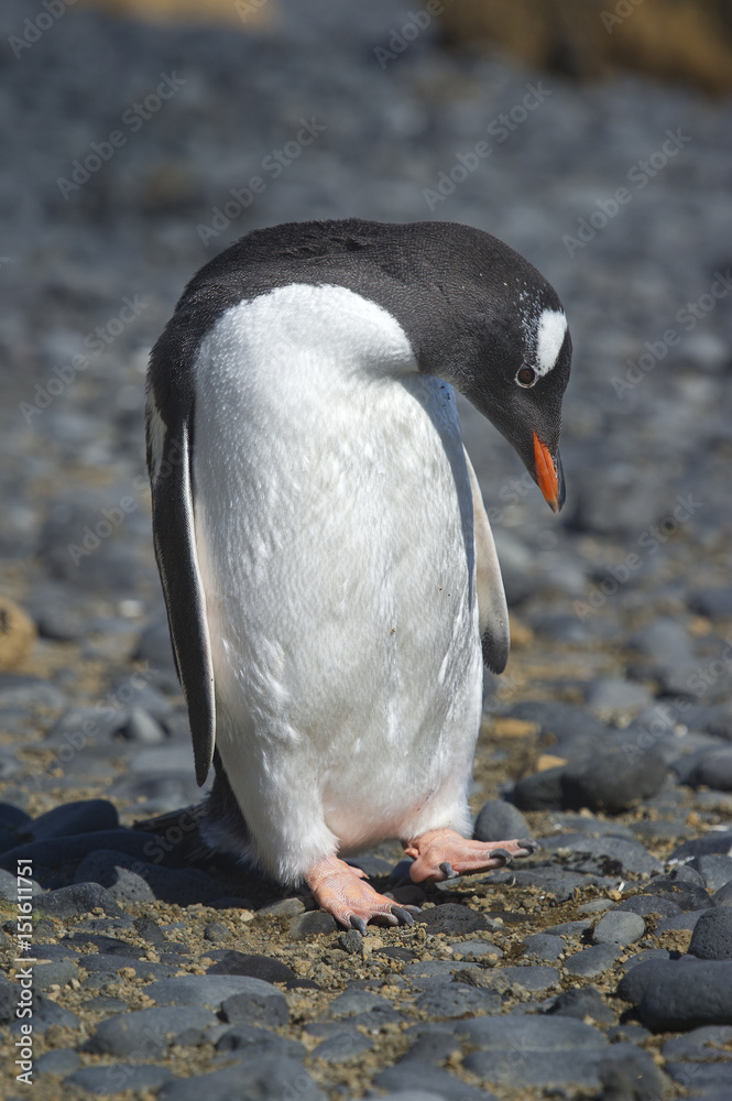 Naklejka premium Pingüinos Papúa en la Peninsula Antartica.