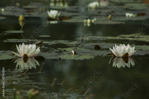 White Nymphaea   Hardy Waterlily