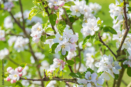 Apple Blossom in bloom © James