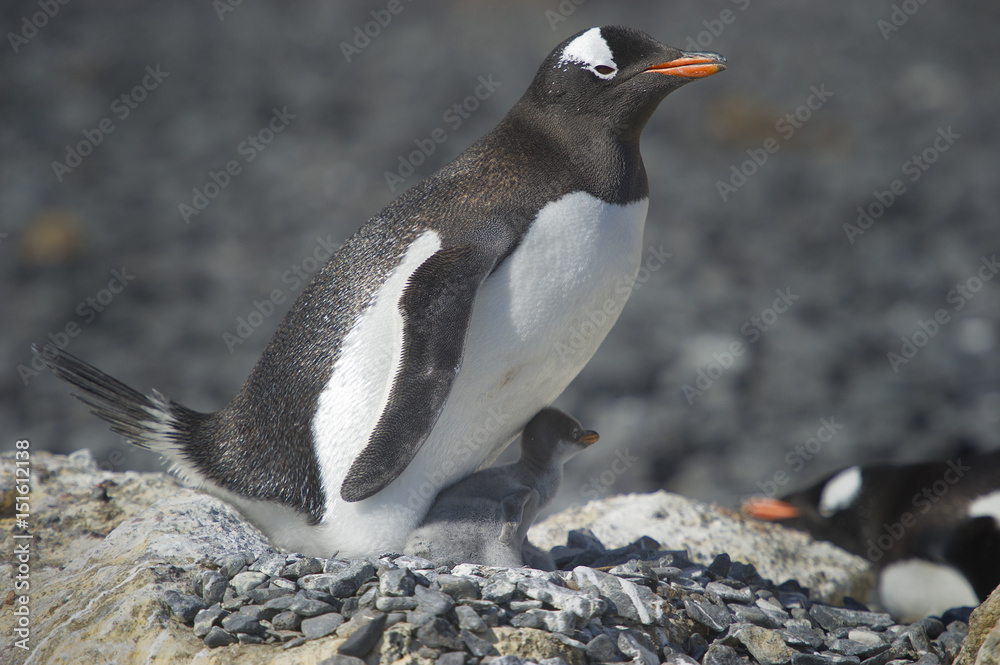 Fototapeta premium Pingüinos Papúa en la Peninsula Antartica.