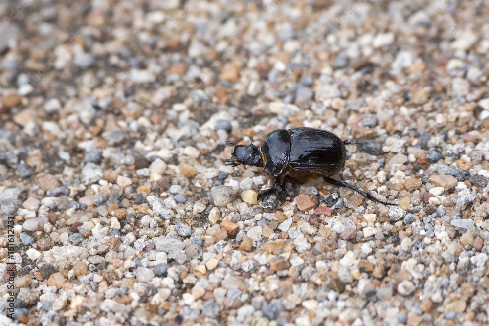 Heliocopris Beetle Species on a Gravel Road in Northern Tanzania Heliocopris Beetle Species on a Gravel Road in Northern Tanzania