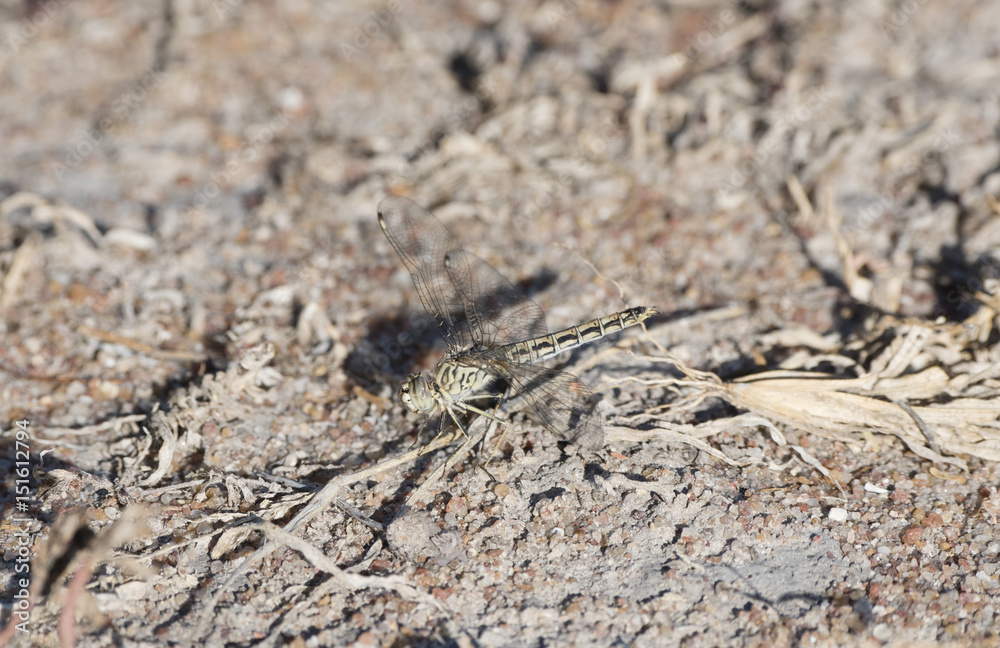 Banded Groundling (Brachythemis leucosticta) Dragonfly Resting on a Twig on the Ground in Tanzania Banded Groundling (Brachythemis leucosticta) Dragonfly Resting on a Twig on the Ground in Tanzania