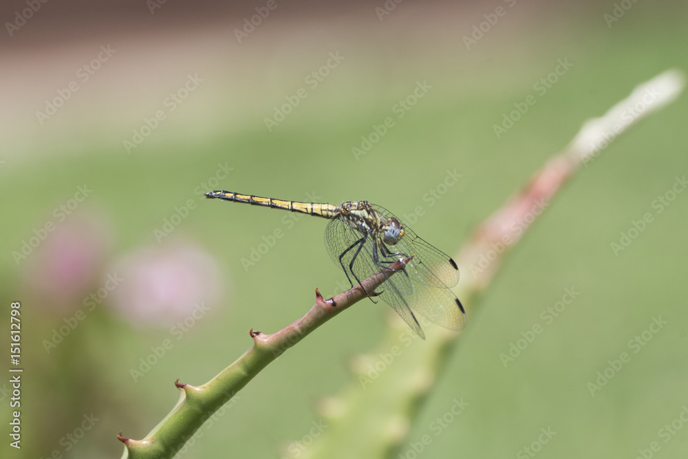 Navy Dropwing (Trithemis furva) Resting on a Plant in Northern Tanzania Navy Dropwing (Trithemis furva) Resting on a Plant in Northern Tanzania