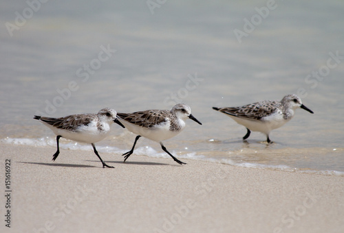 Sandpiper in the Oman