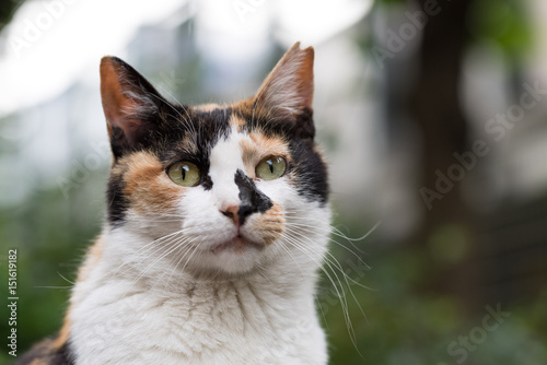 Gaze calico cat © Coppi