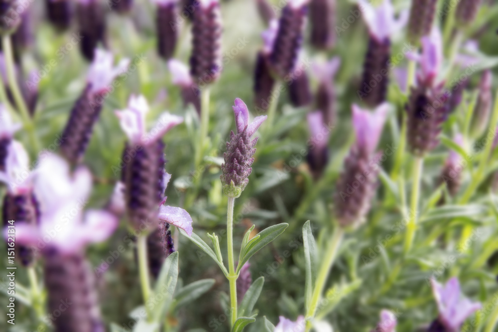 Lavender in natural way, in the background. Lavender in natural way, in the background.