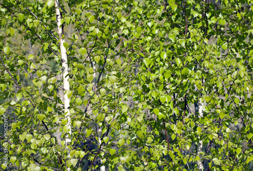 Birch grove for background