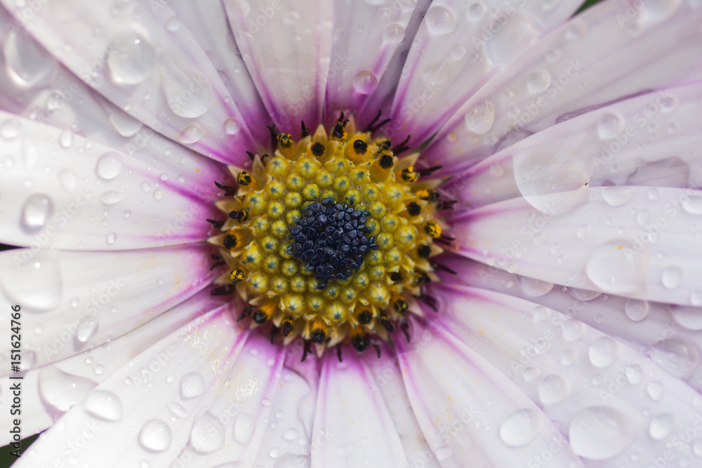 White daisy osteospermums White daisy osteospermums