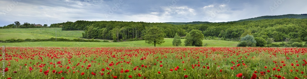 panorama with red poppies and tree in Tuscany