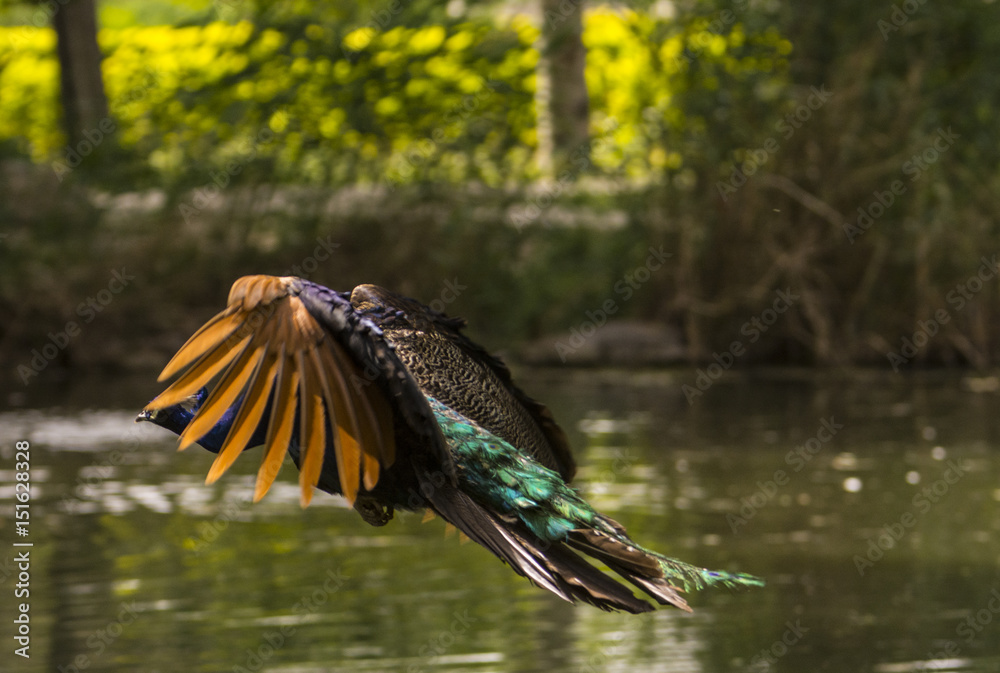 Fototapeta premium bird