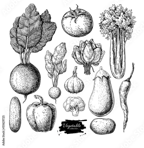 Vegetable hand drawn vector set. Isolated vegatarian engraved st