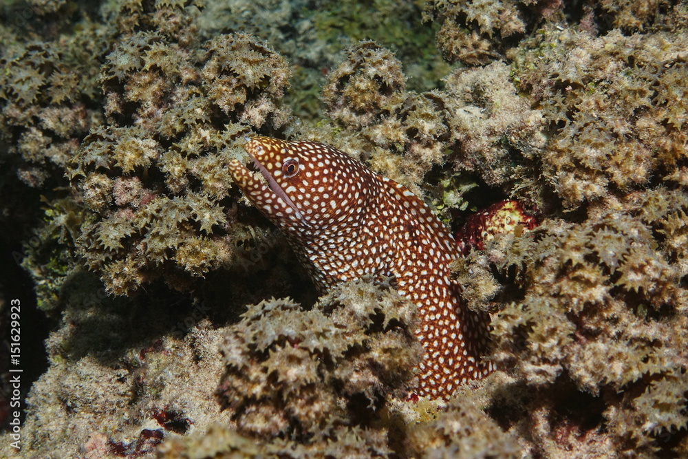 A turkey moray, Gymnothorax meleagris, also known as the guineafowl moray or whitemouth moray, underwater in the lagoon of Bora Bora, Pacific ocean, French Polynesia A turkey moray, Gymnothorax meleagris, also known as the guineafowl moray or whitemouth moray, underwater in the lagoon of Bora Bora, Pacific ocean, French Polynesia