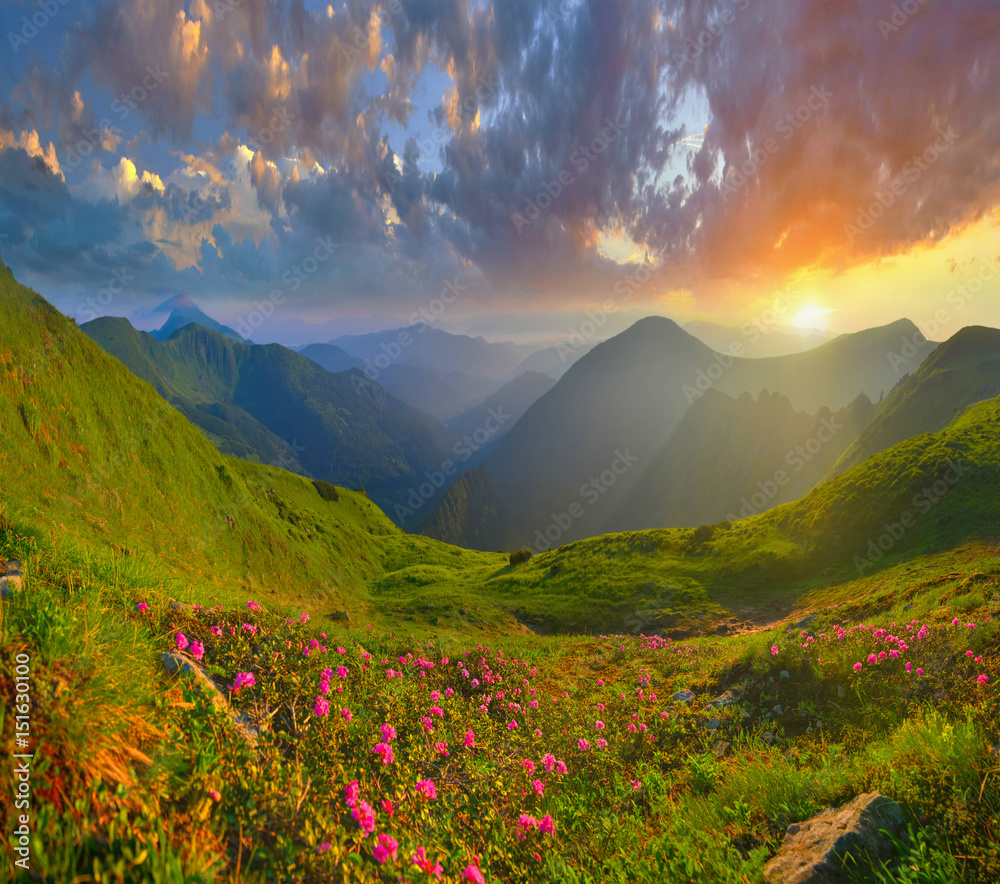 Rhododendron in summer mountains