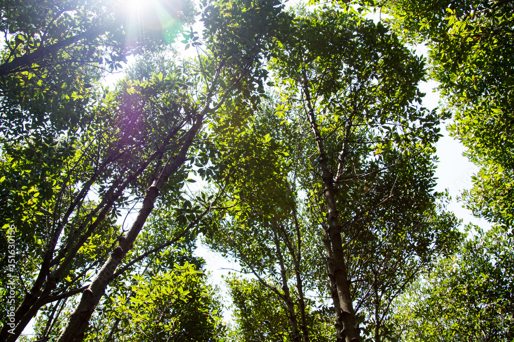 Fototapeta premium mangrove forest embroidered in the sea