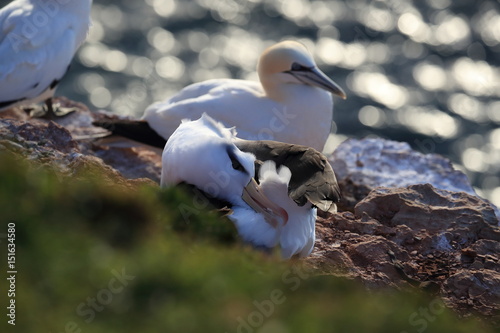 Black-browed Albatros ( Thalassarche melanophris ) or Mollymawk Helgoland Island Germany photo