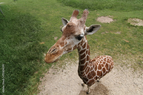 Canvas Print giraffe at the zoo