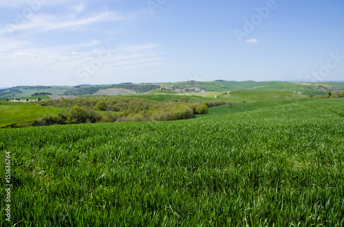 Sea of Rolling Grass in the Val d'Orcia photo