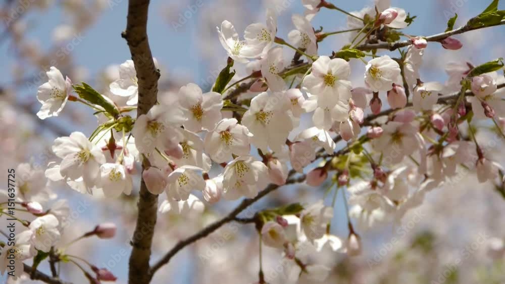 beautiful cherry blossoms tremble in wind. beautiful cherry blossoms tremble in wind.
