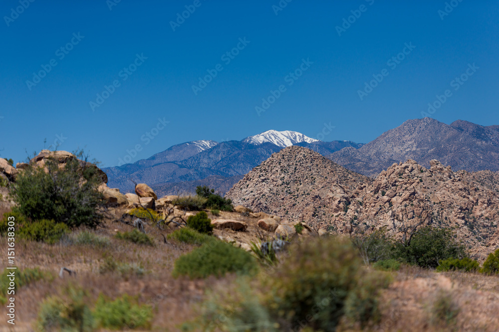 Joshua Tree C.U. - 1 Joshua Tree C.U. - 1