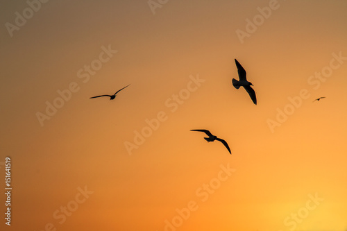 Birds on sunset