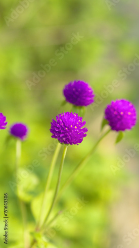 Close-up of a purple round flower in a field of same flowers.