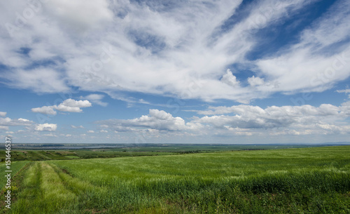 green wheat field and white clouds