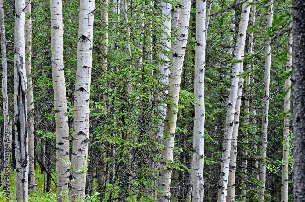 Naklejka premium Trees