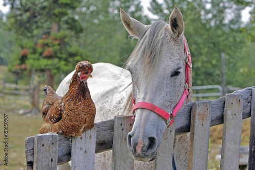 Fototapeta Naklejka Na Ścianę i Meble -  Farm- Buddies:  Grey Arabian Mare and Chicken together by wooden fence.