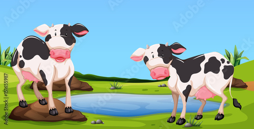 Two cows standing in farmyard