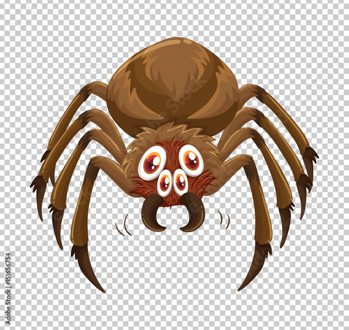 Wild spider on transparent background