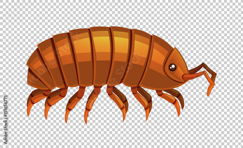 Lice on transparent background