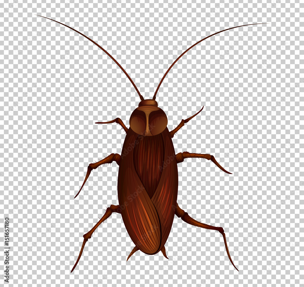 Brown cockroach on transparent background Brown cockroach on transparent background