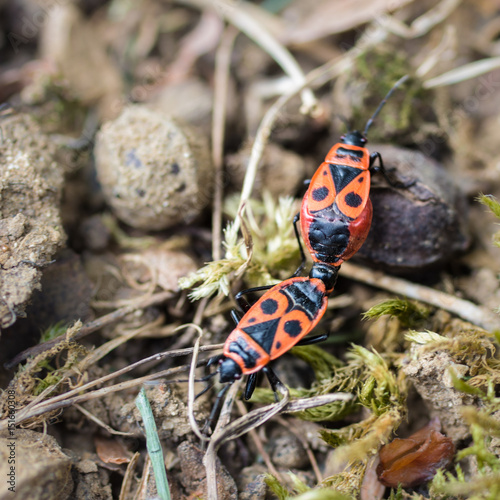 Pyrrhocoris apterus photo