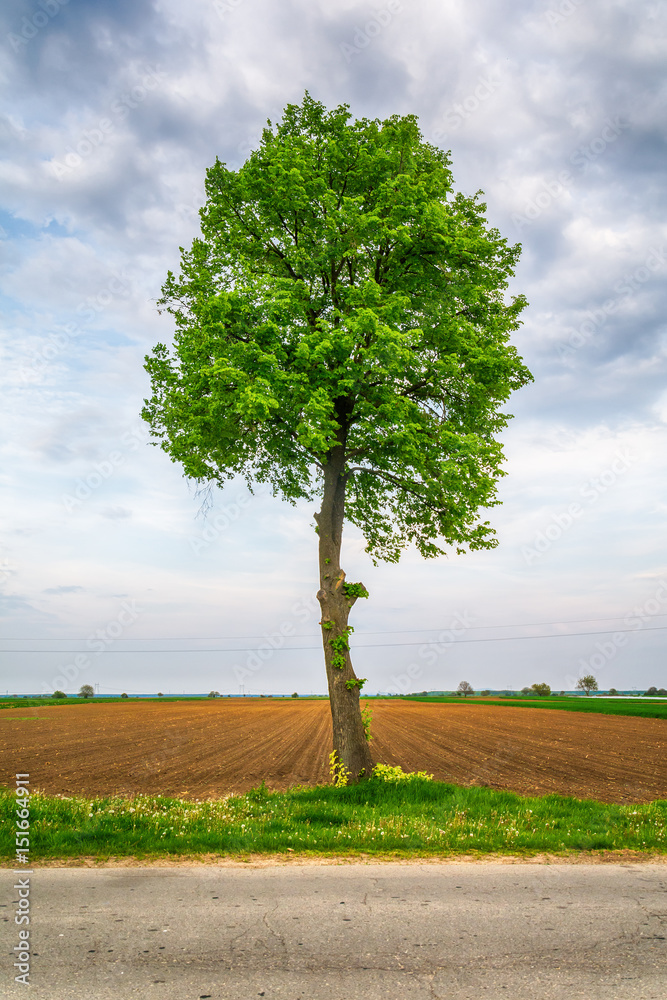 Naklejka premium Lonely tree on a field