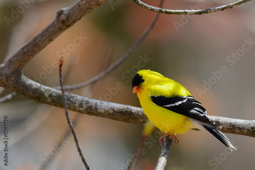 American goldfinch sitting on tree branch.