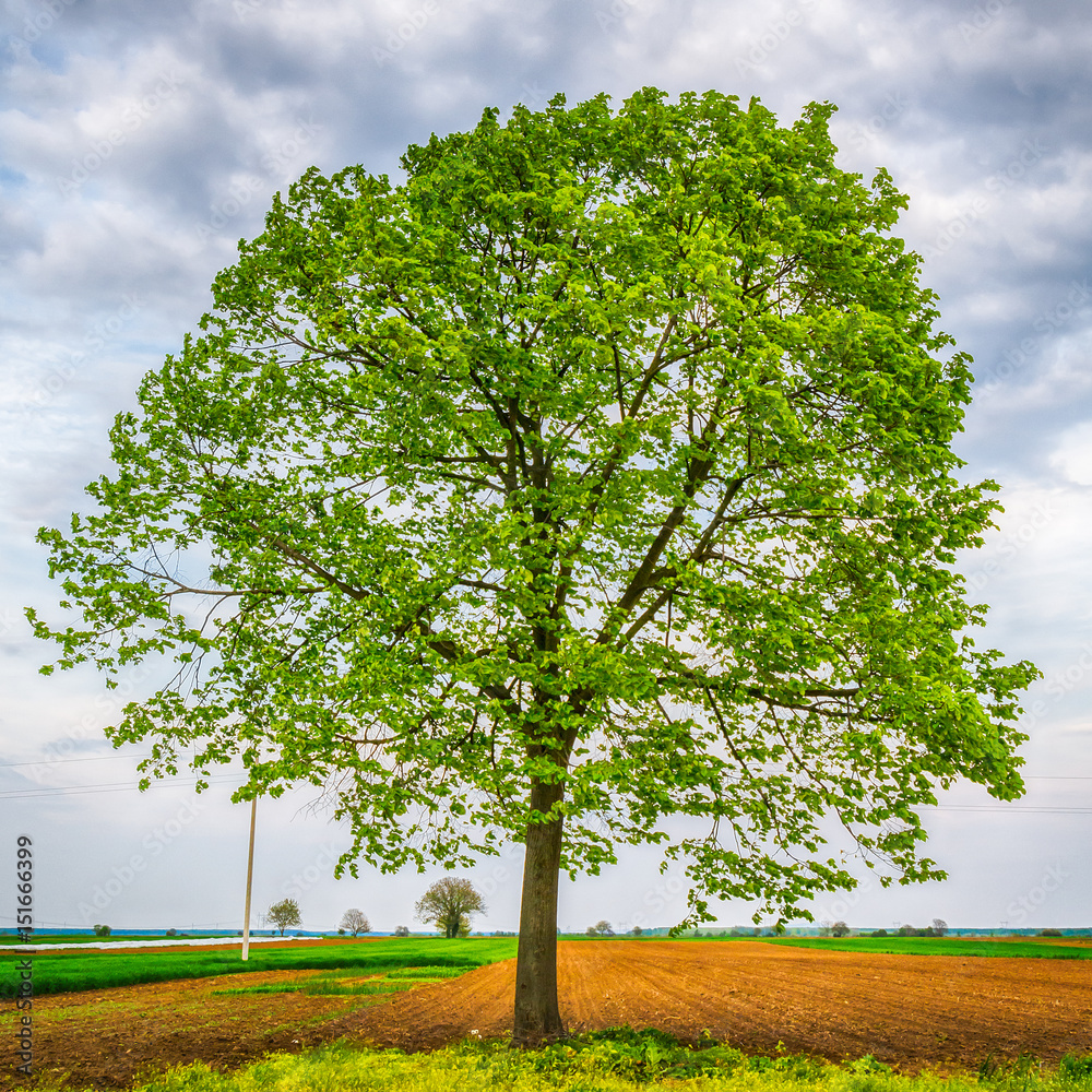 Naklejka premium Lonely tree on a field